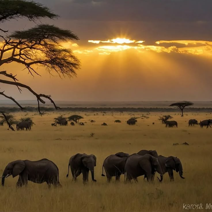Maasai Mara National Reserve